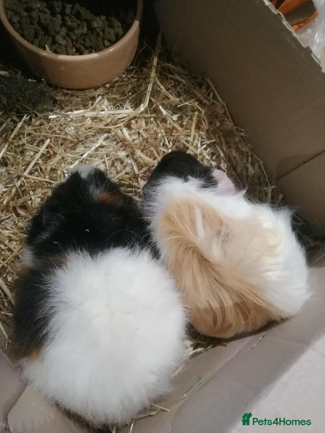 Guinea Pig rodents for sale: 2 female Guinea pigs - Image 2