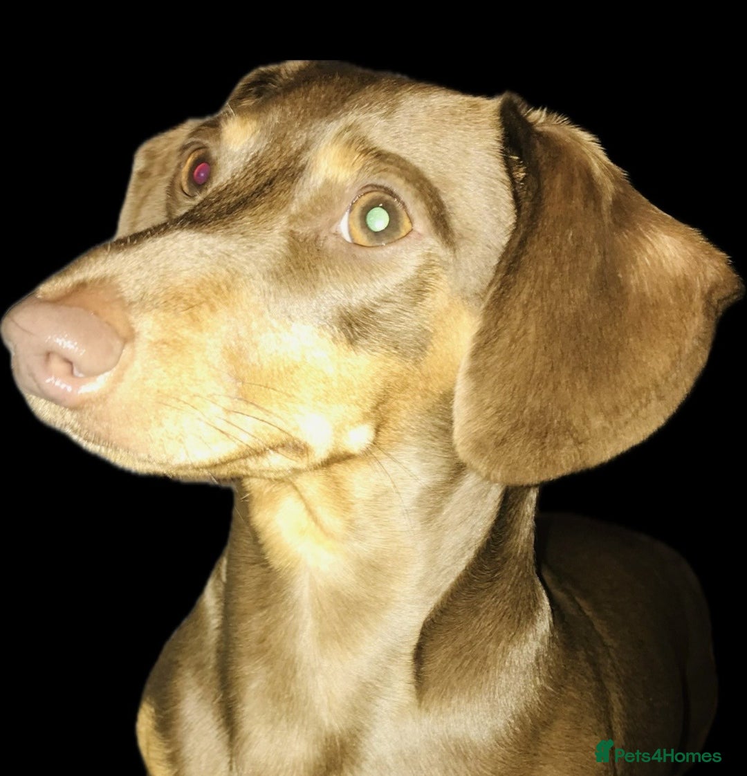 Miniature Dachshund dogs for sale: Ruby and Marley pups - Advert 35