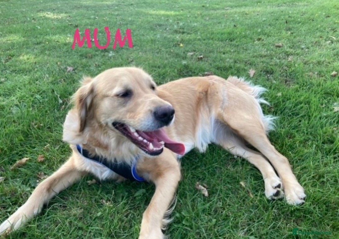 Golden Retriever dogs for sale: KC Registered Golden Retriever Puppies  - Advert 12