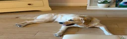 Golden Retriever dogs for sale: Beautiful KC registered Golden Retriever Lille 💗 - Advert 2