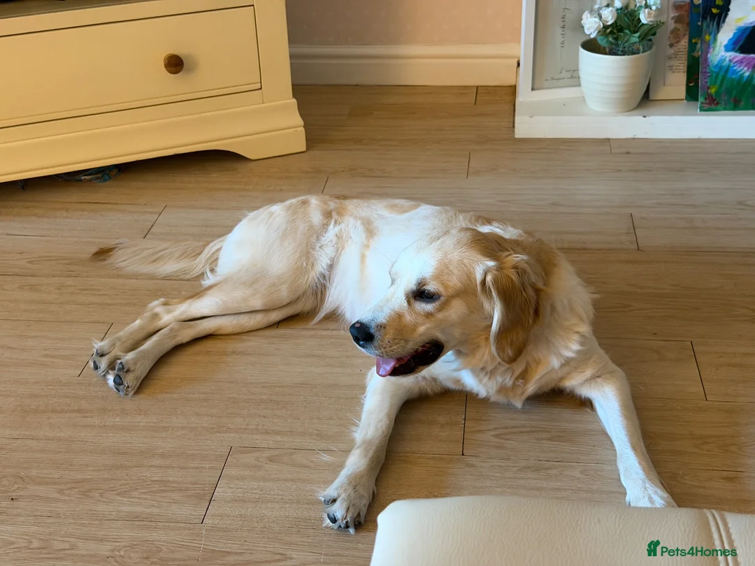 Golden Retriever dogs for sale: Beautiful KC registered Golden Retriever Lille 💗 - Advert 2
