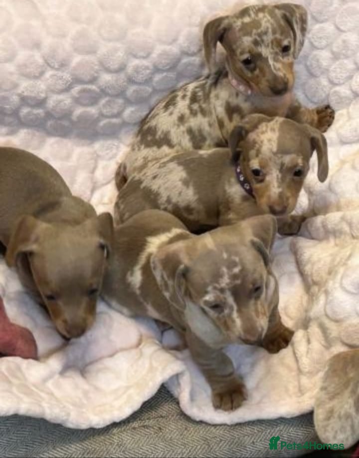 Miniature Dachshund dogs Lovely Miniature Dachshund Puppies  - Advert 5
