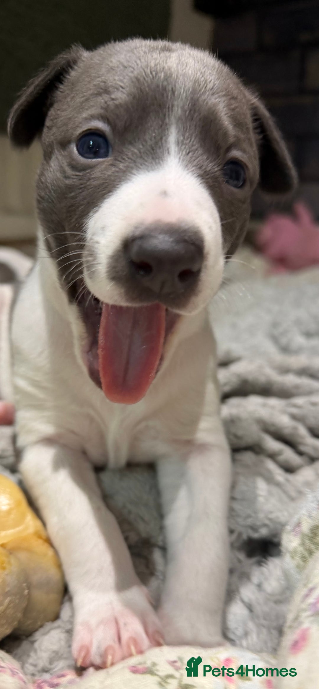 Whippet dogs for sale: blue and white whippet pups  - Advert 10