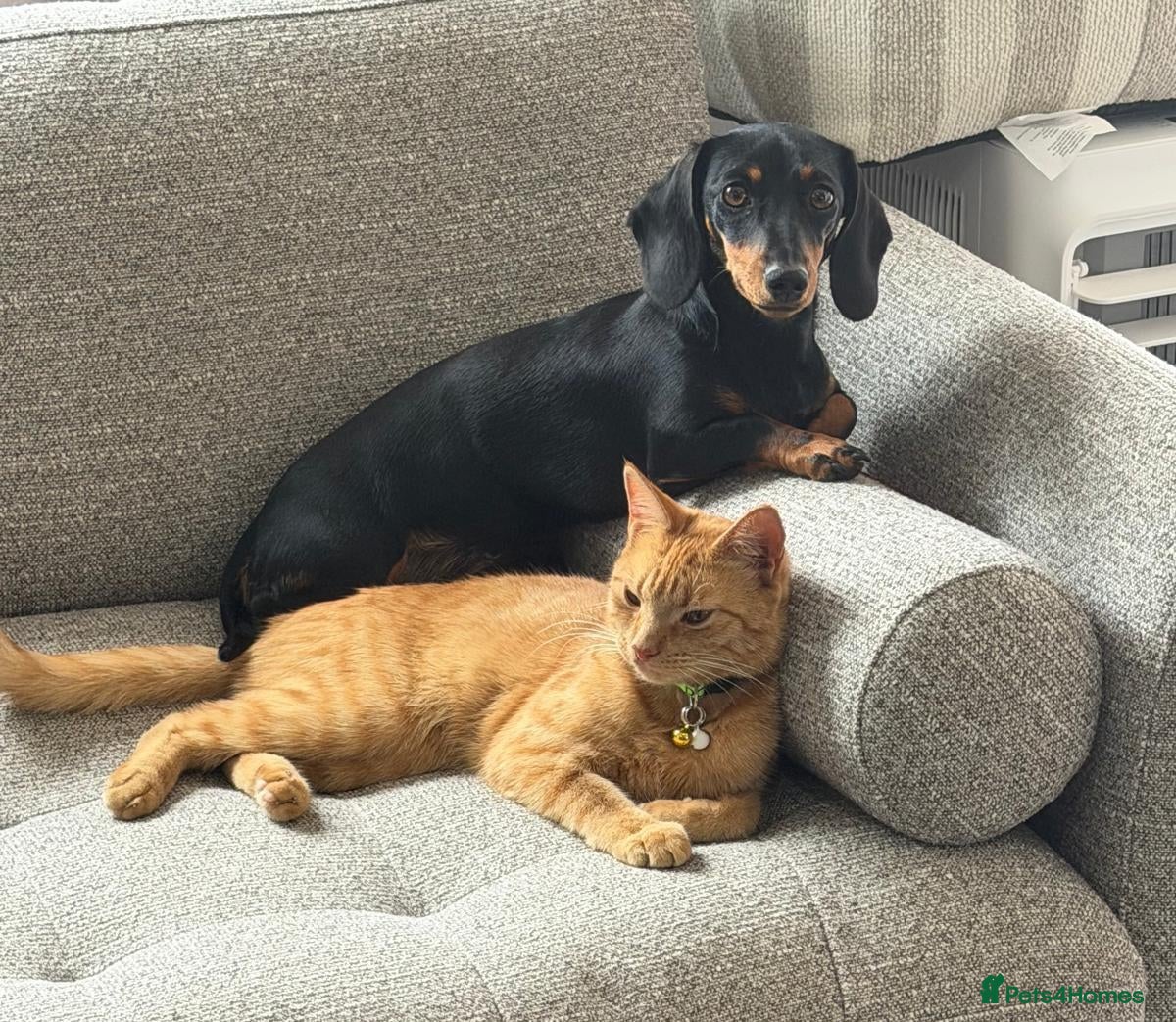 Miniature Dachshund dogs for sale: KC registered Black & tan Miniature daschund - Advert 18