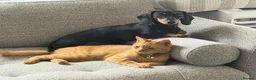 Miniature Dachshund dogs for sale: KC registered Black & tan Miniature daschund - Advert 1