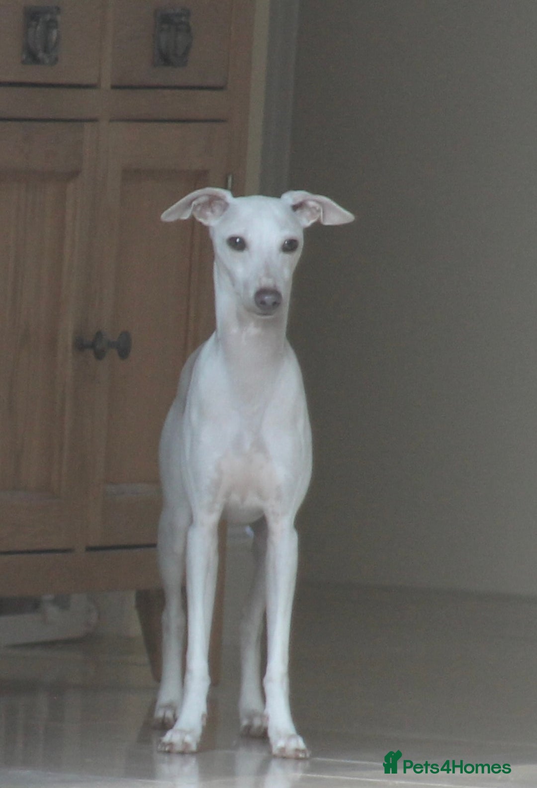 Italian Greyhound dogs for stud: Cream Italian Greyhound for Stud KC Registered - Advert 11
