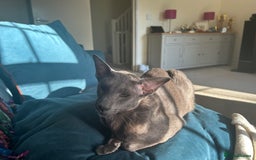 Oriental cats for sale: Oriental and Siamese cats for adoption - Image 8