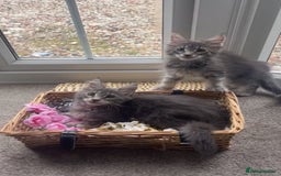 Maine Coon cats for sale: Pedigree Maine Coon Kittens Champion-Giant Russian - Image 8