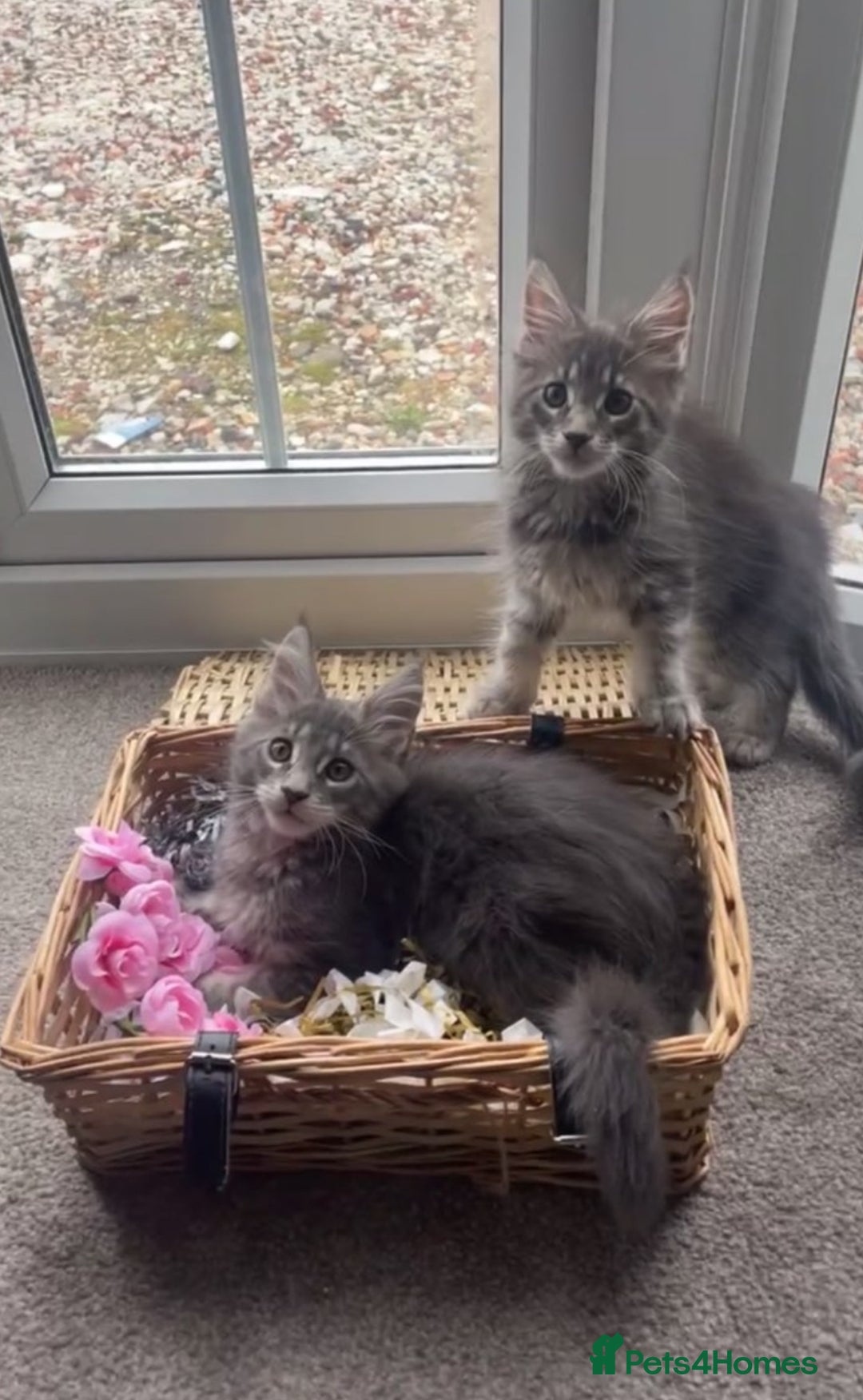 Maine Coon cats for sale: Pedigree Maine Coon Kittens Champion-Giant Russian - Image 8