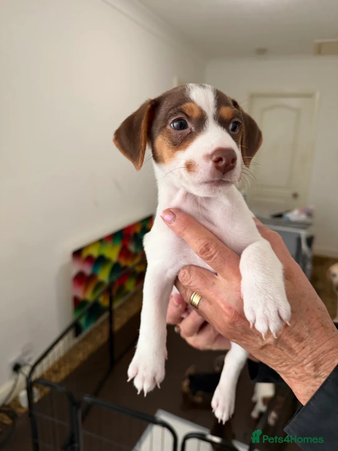 Jack Russell dogs for sale: Male pup - Advert 6