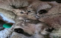 British Shorthair cats for sale: British short hair kittens - Image 17