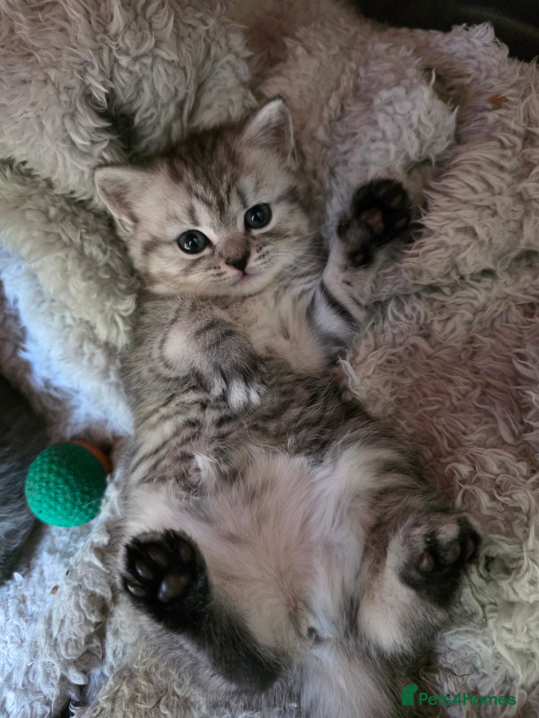British Shorthair cats for sale: British short hair kittens - Image 17