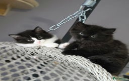 Ragdoll cats for sale: Beautiful Ragdoll x Norwegian forest cross kittens - Image 10