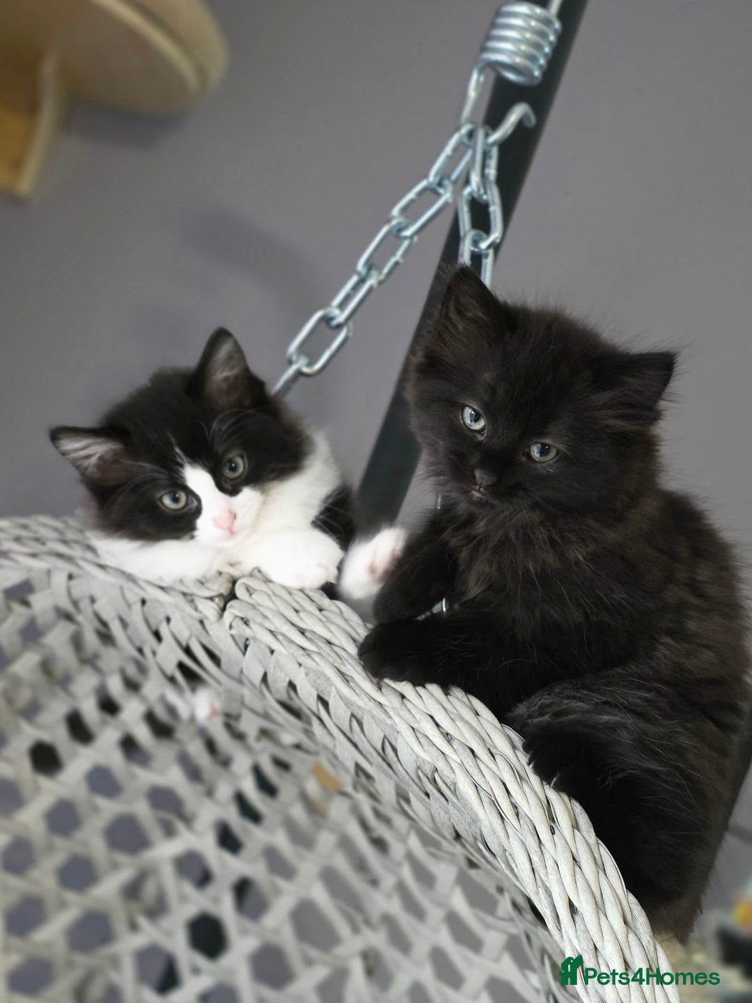 Ragdoll cats for sale: Beautiful Ragdoll x Norwegian forest cross kittens - Image 10