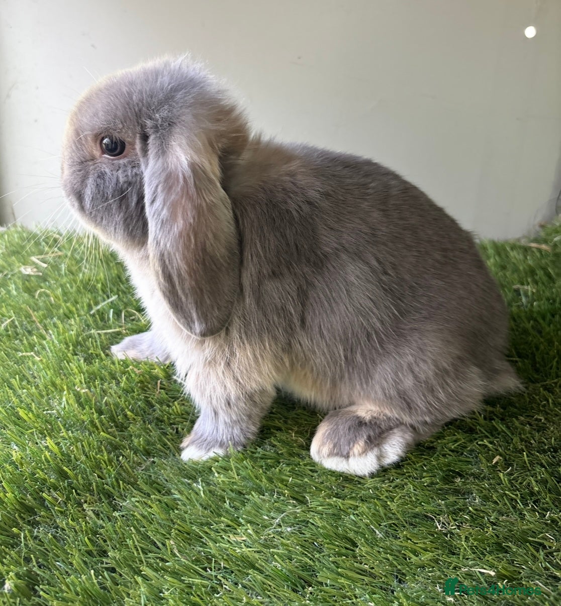 Mini Lop rabbits Stunning mini lop babies - Advert 1