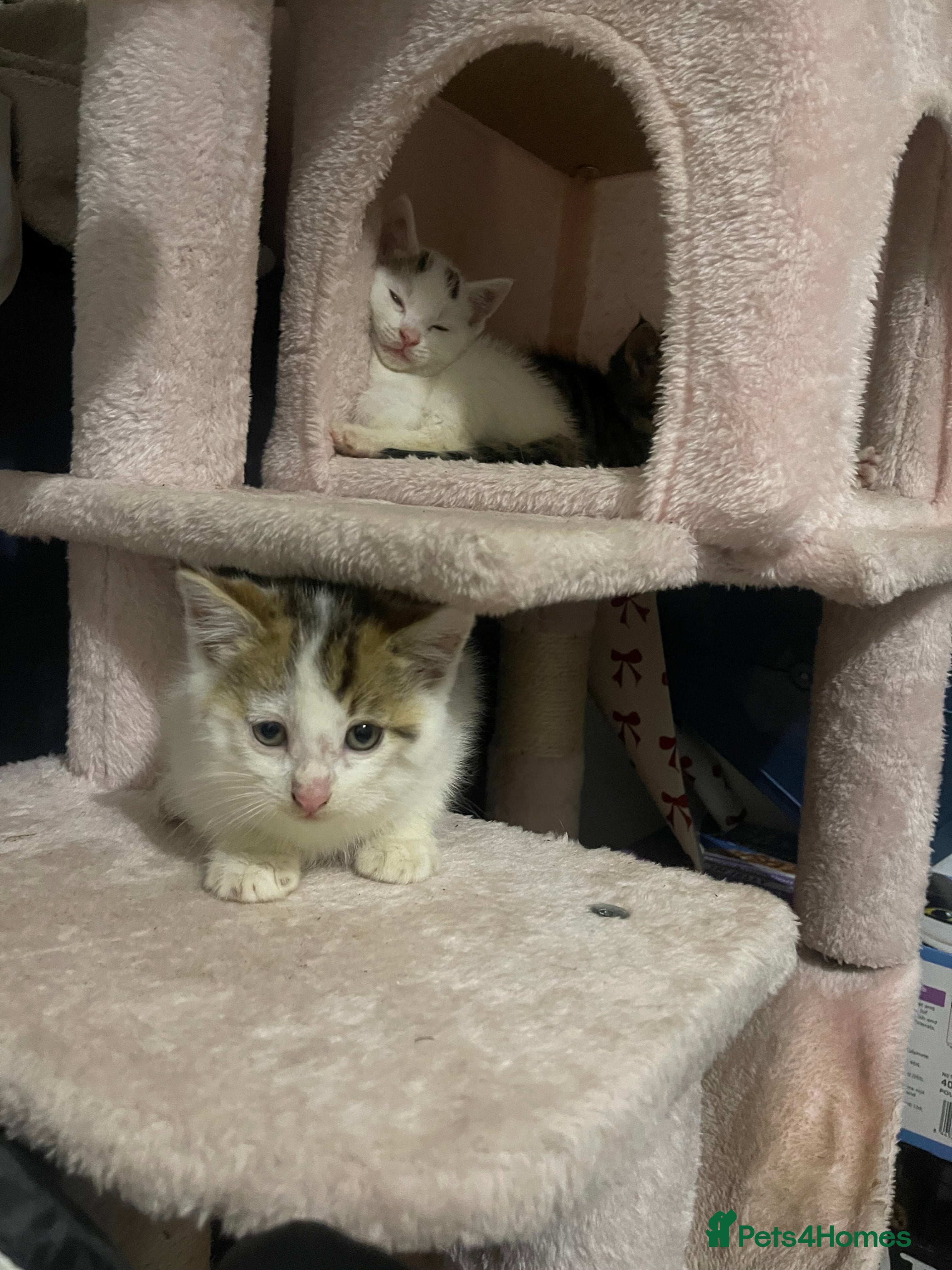 Mixed Breed cats male kitten (caption) - Advert 18