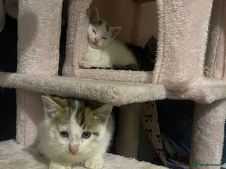 Mixed Breed cats male kitten (caption) - Advert 5