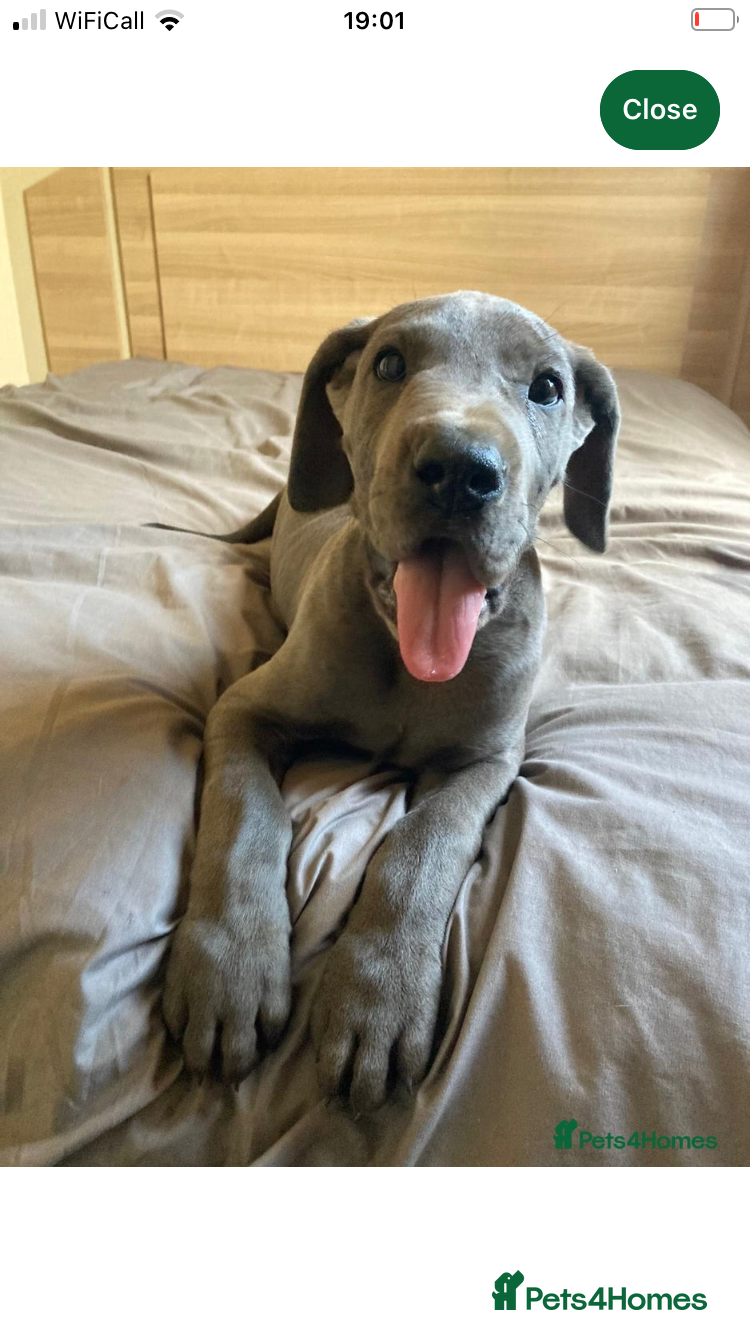 Great Dane dogs Great Dane puppies  - Advert 12