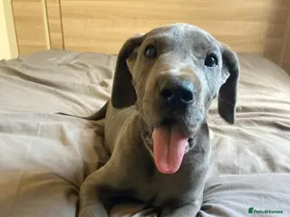 Great Dane dogs Great Dane puppies - Advert 12