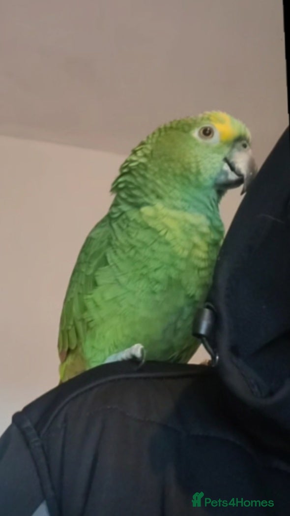 Parrots birds Blue fronted amazon  - Advert 1
