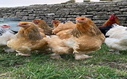 Mixed Breed birds for sale: Point of lay Hens & Pullets – VARIOUS BREEDS 🦚  - Image 23