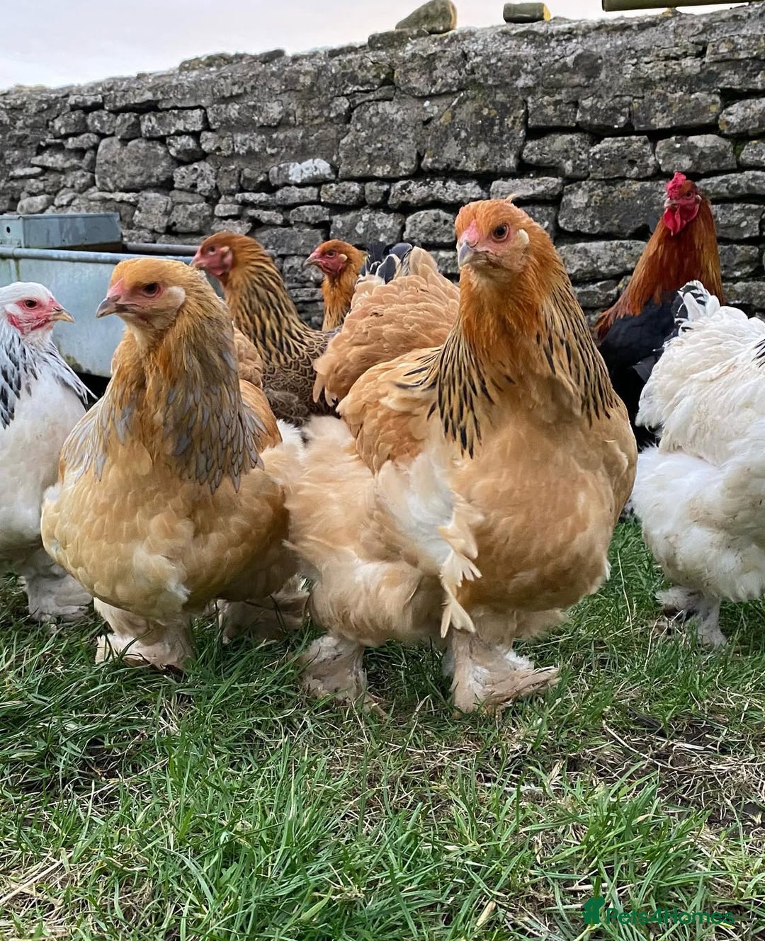 Mixed Breed birds for sale: Point of lay Hens & Pullets – VARIOUS BREEDS 🦚  - Image 23