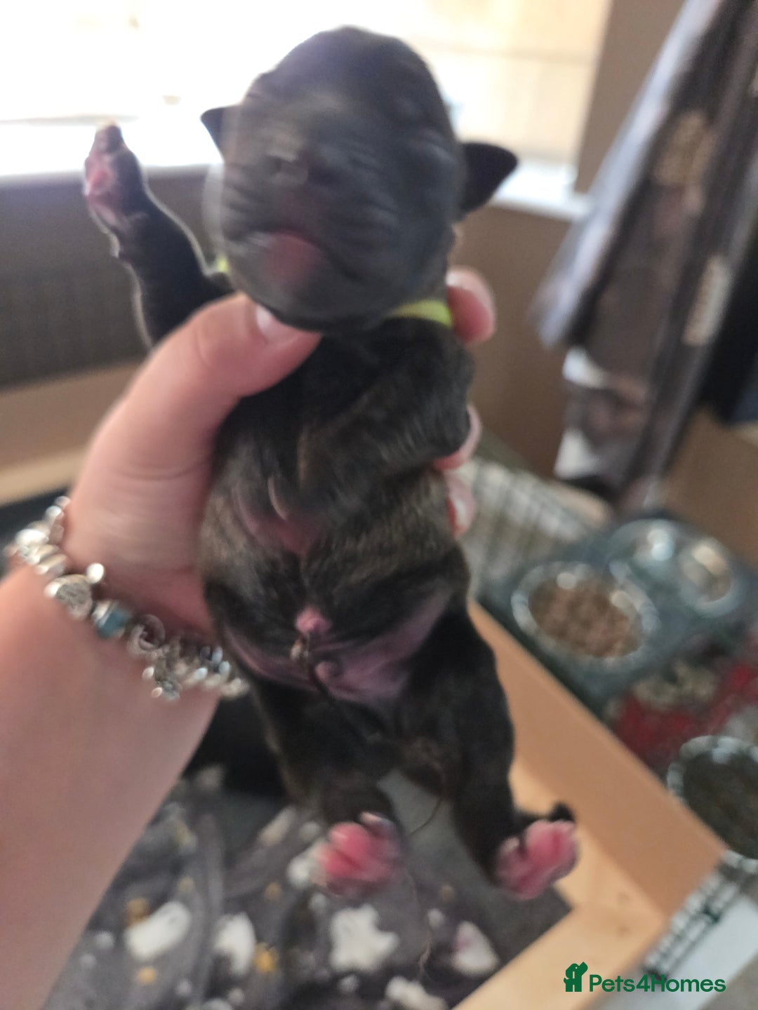 Mixed Breed dogs for sale: Beautiful Collie x K.C Staffy Pups  - Image 19