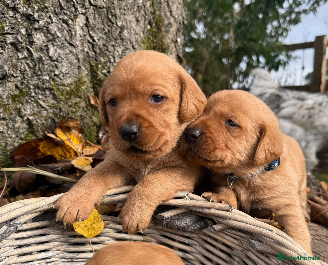 Labrador Retriever dogs for sale: Stunning litter of KC fox red labradors  - Advert 8