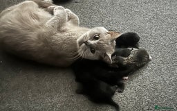 British Shorthair cats for sale: 4 x beautiful kittens available  - Image 6