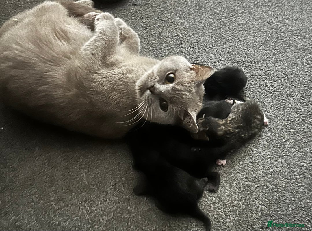 British Shorthair cats for sale: 4 x beautiful kittens available  - Image 6