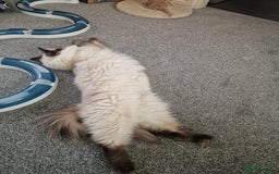Ragdoll cats for sale: Pure Ragdoll (Retired 3yr Queen) - Image 4