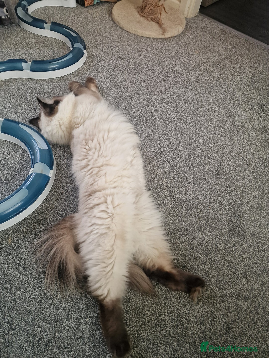 Ragdoll cats for sale: Pure Ragdoll (Retired 3yr Queen) - Image 4