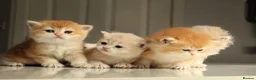 British Shorthair cats for sale: Champion Bloodline Blue Golden/Golden BSH/BLH - Advert 4