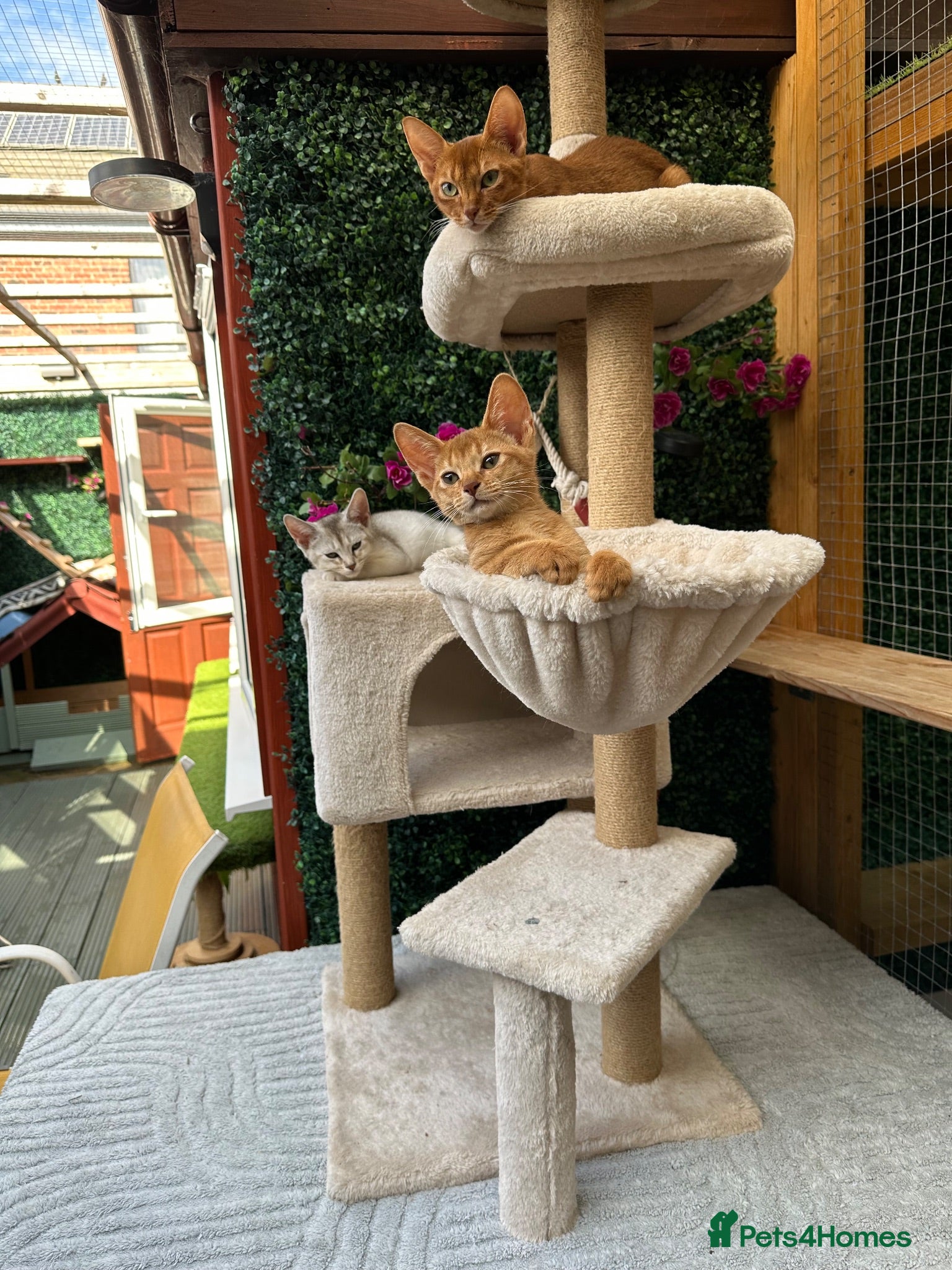 Abyssinian cats Abyssinian kittens  - Advert 1
