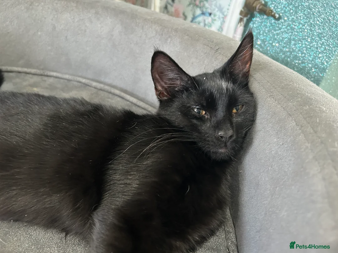 Maine Coon cats for sale: Two gorgeous Maine coon boys available  in Dudley - Advert 2