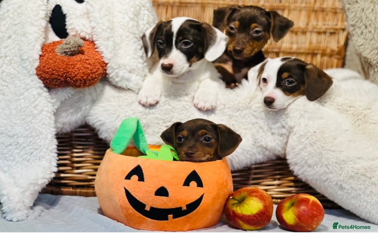 Mixed Breed dogs - Advert 3