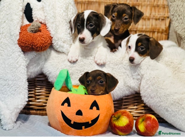 Mixed Breed dogs - Advert 3