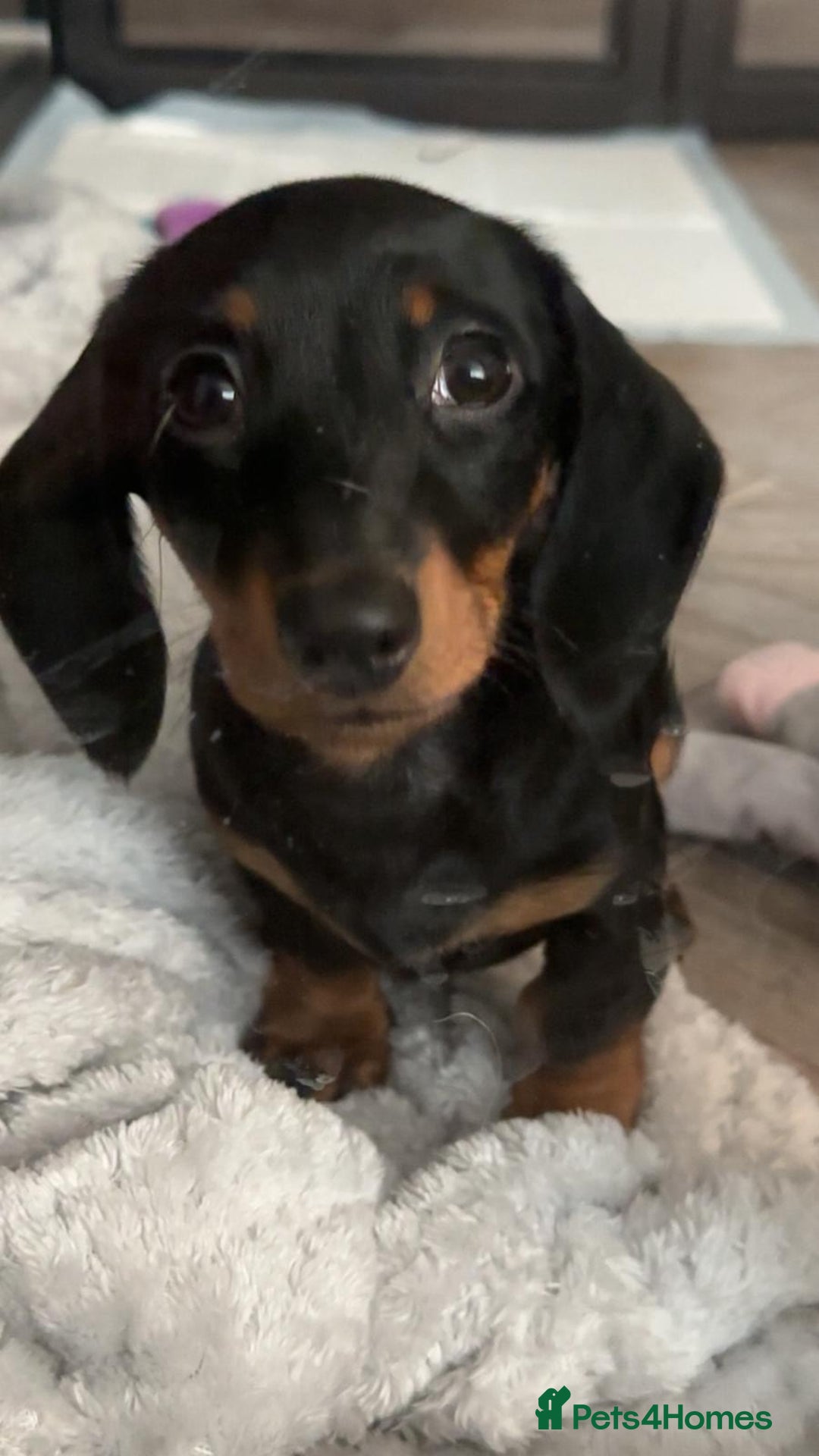 Miniature Dachshund dogs for sale: Miniature Dachshund Girl - Advert 2