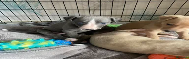 Whippet Puppy 3