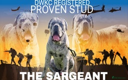 Cane Corso dogs for stud: 🧬MAJESTIC MERLE STUD🧬 - Image 1