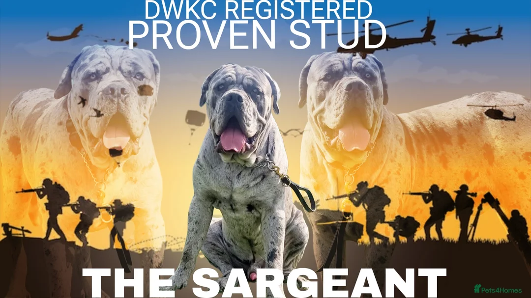 Mixed Breed dogs for stud: Cane corso stud  - Advert 1