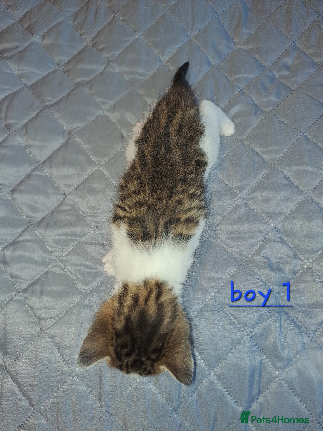 Domestic Shorthair cats for sale: 5 gorgeous kittens for sale  - Advert 29