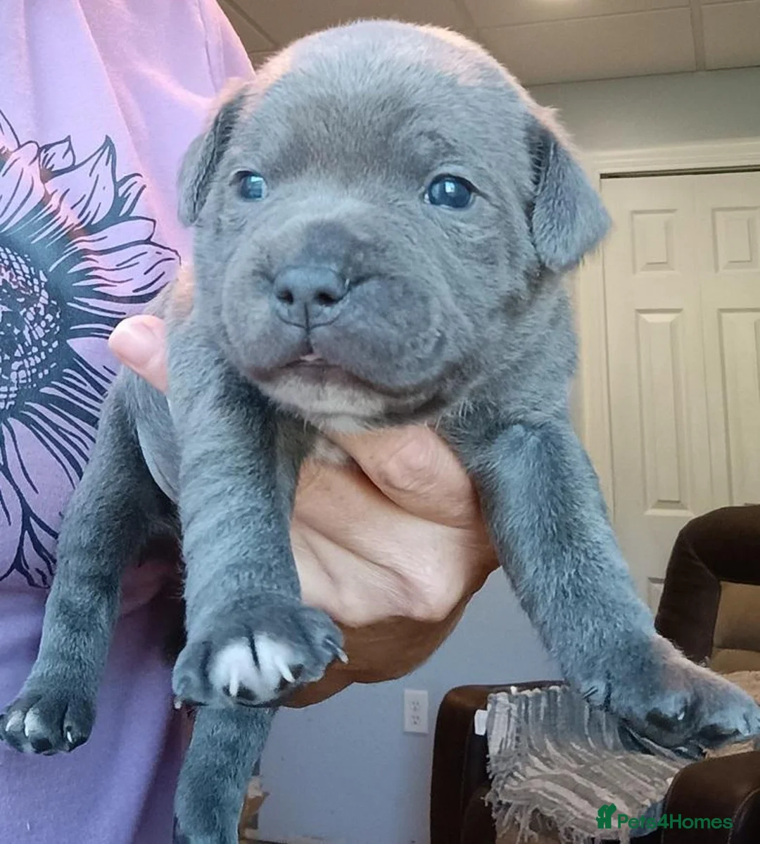 Staffordshire Bull Terrier dogs for sale: 👑🏡Active happy blue🏡 staffy secure yours🏡👑  in Hove - Advert 2