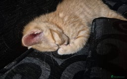 British Shorthair cats for sale: British shorthair cross female  - Image 6