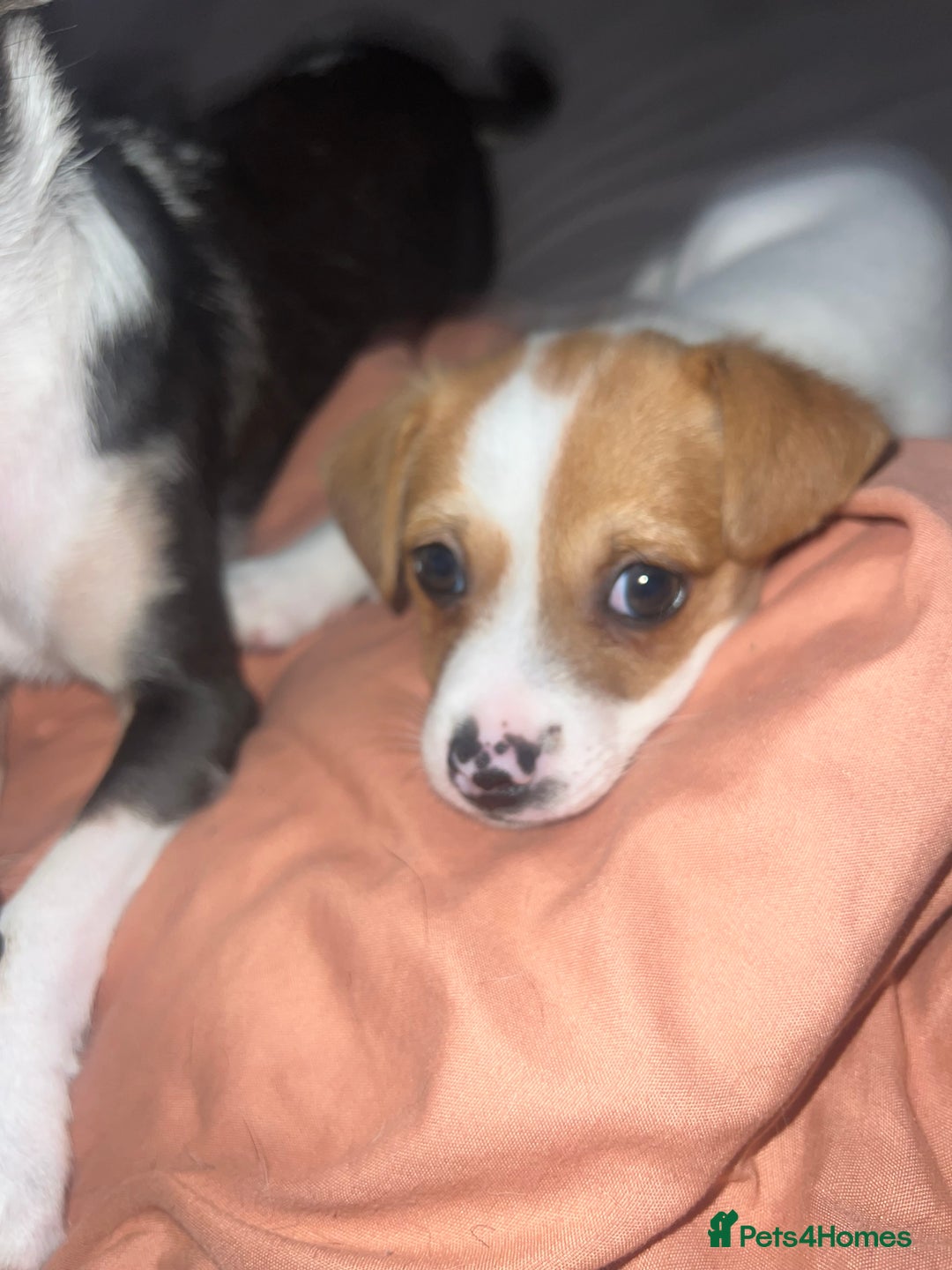 Mixed Breed dogs for sale: 2 Beautiful chihuahua boys needing a loving home  - Advert 6