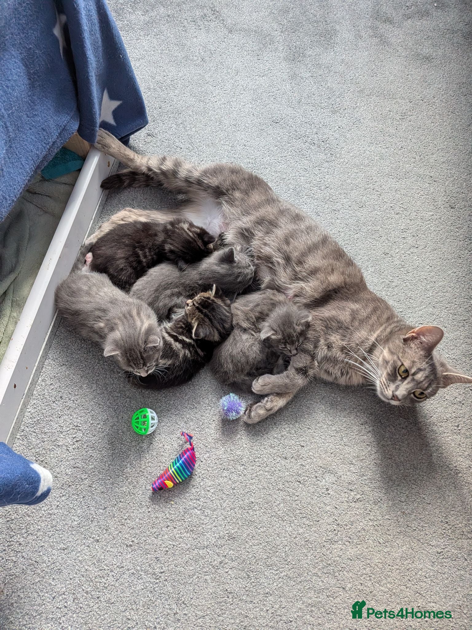 Mixed Breed cats Kittens available  - Advert 1