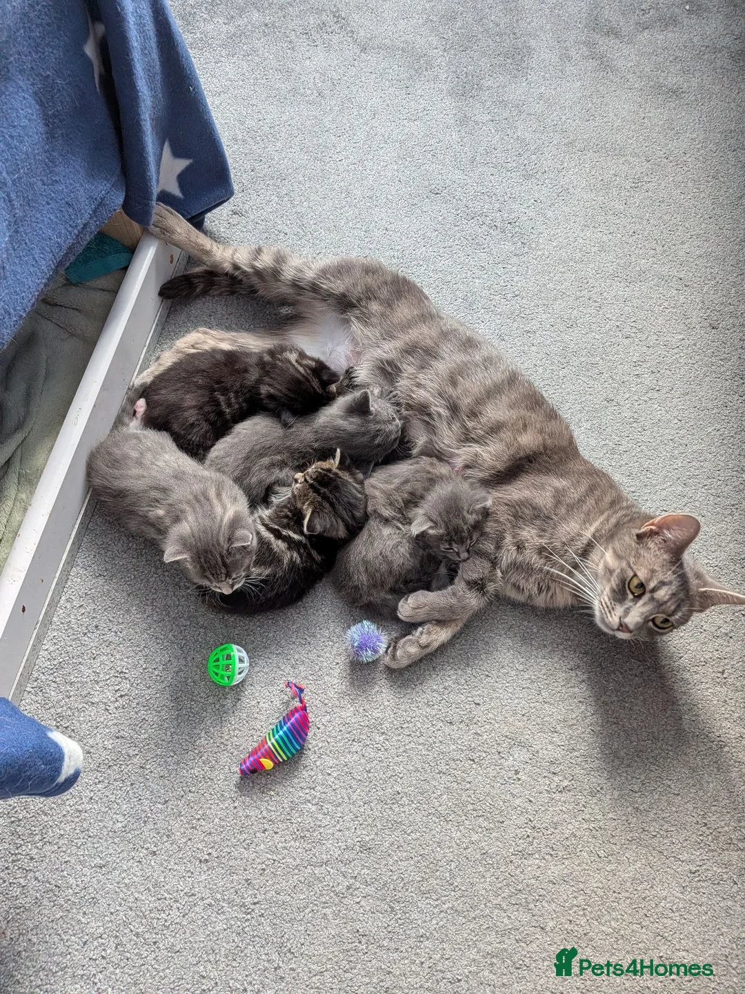 Mixed Breed cats for sale: Kittens available  in Herne Bay - Advert 1