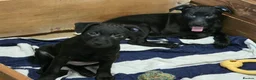 Patterdale Terrier dogs for sale: Patterdale Puppies - Females - Advert 8