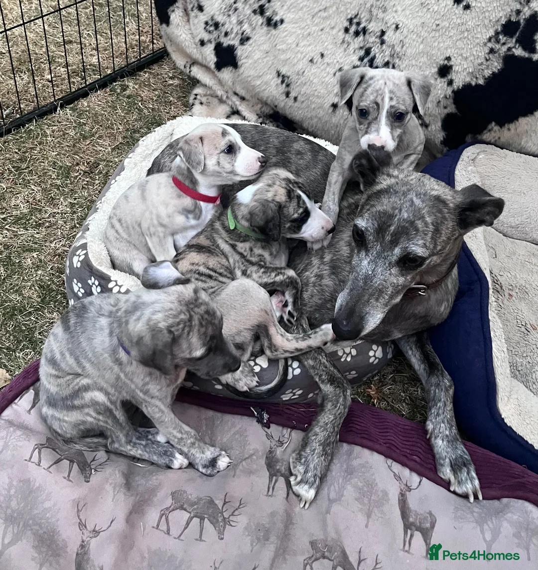 Whippet dogs for sale: Pedigree English Whippet Puppies  in Salisbury - Advert 2