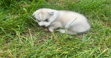 Siberian Husky dogs - Advert 12